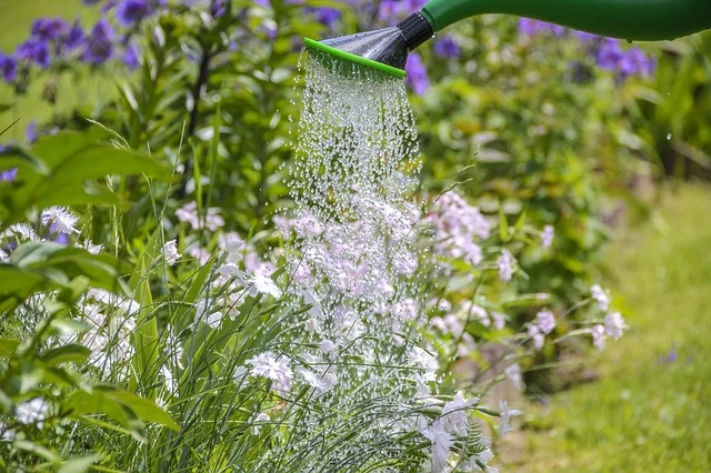 watering, flower background, gardening